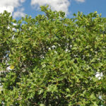 5 Best Native Trees to Plant in Denver