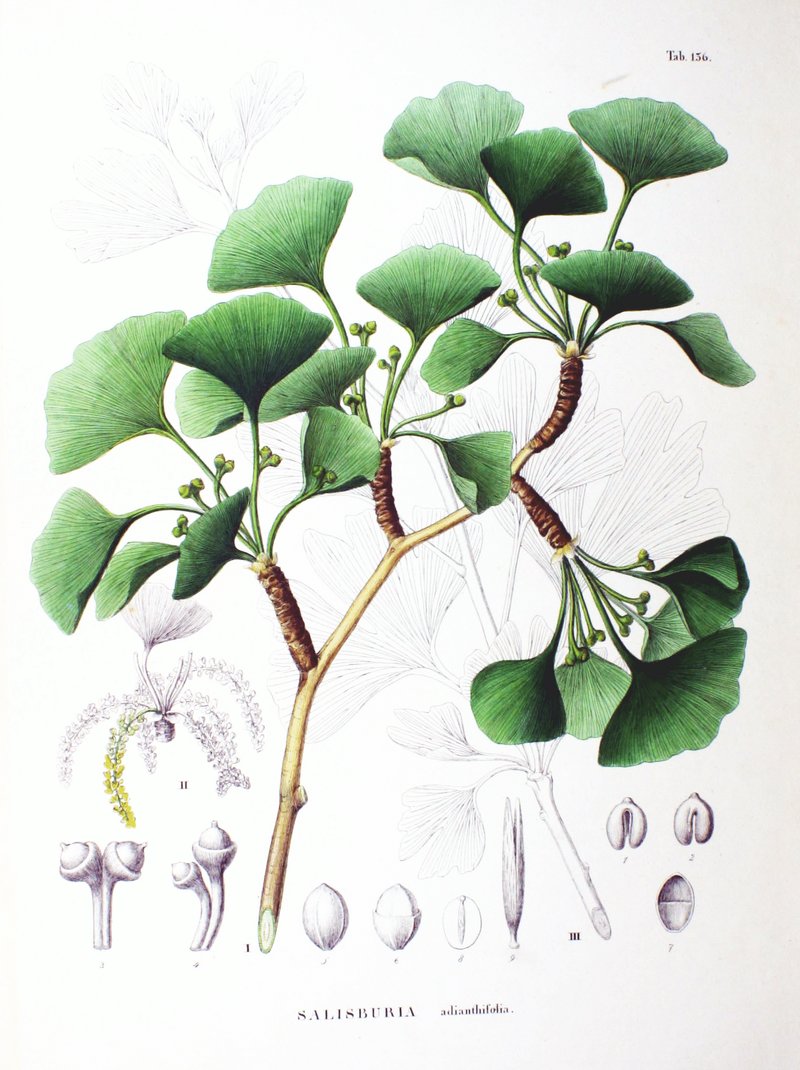 Ginko biloba