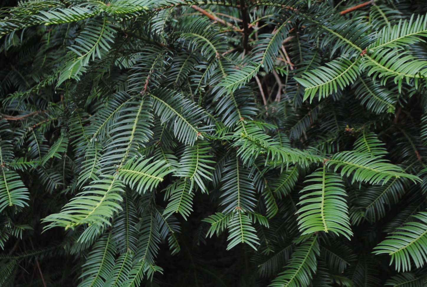 Japanese yew tree