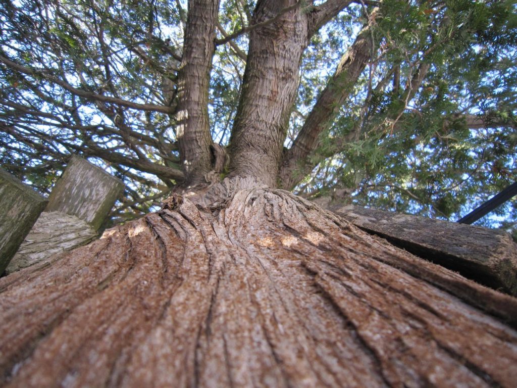 Northern white cedar