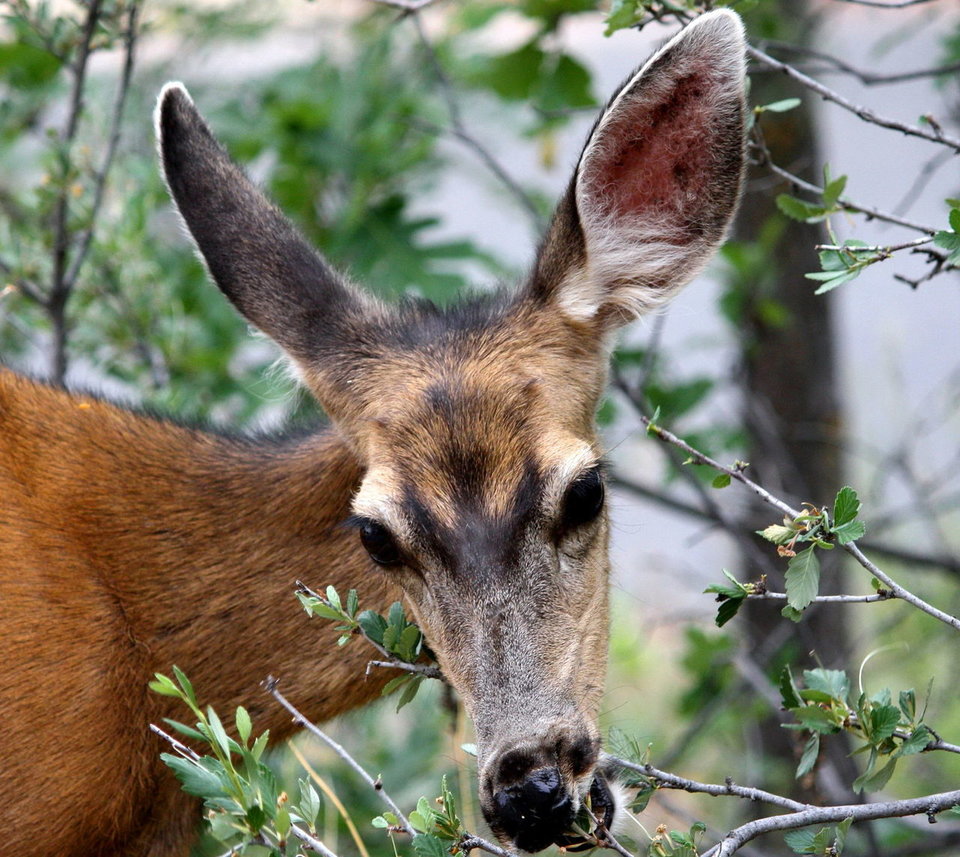 Deer eating shrubbery