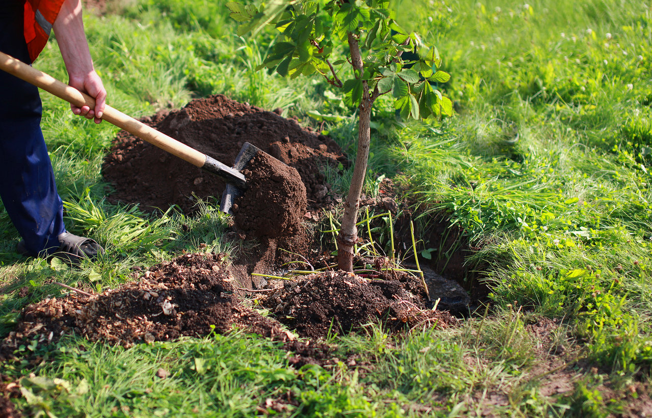 Planting a tree