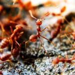 Getting Rid of Fire Ants in Fort Worth