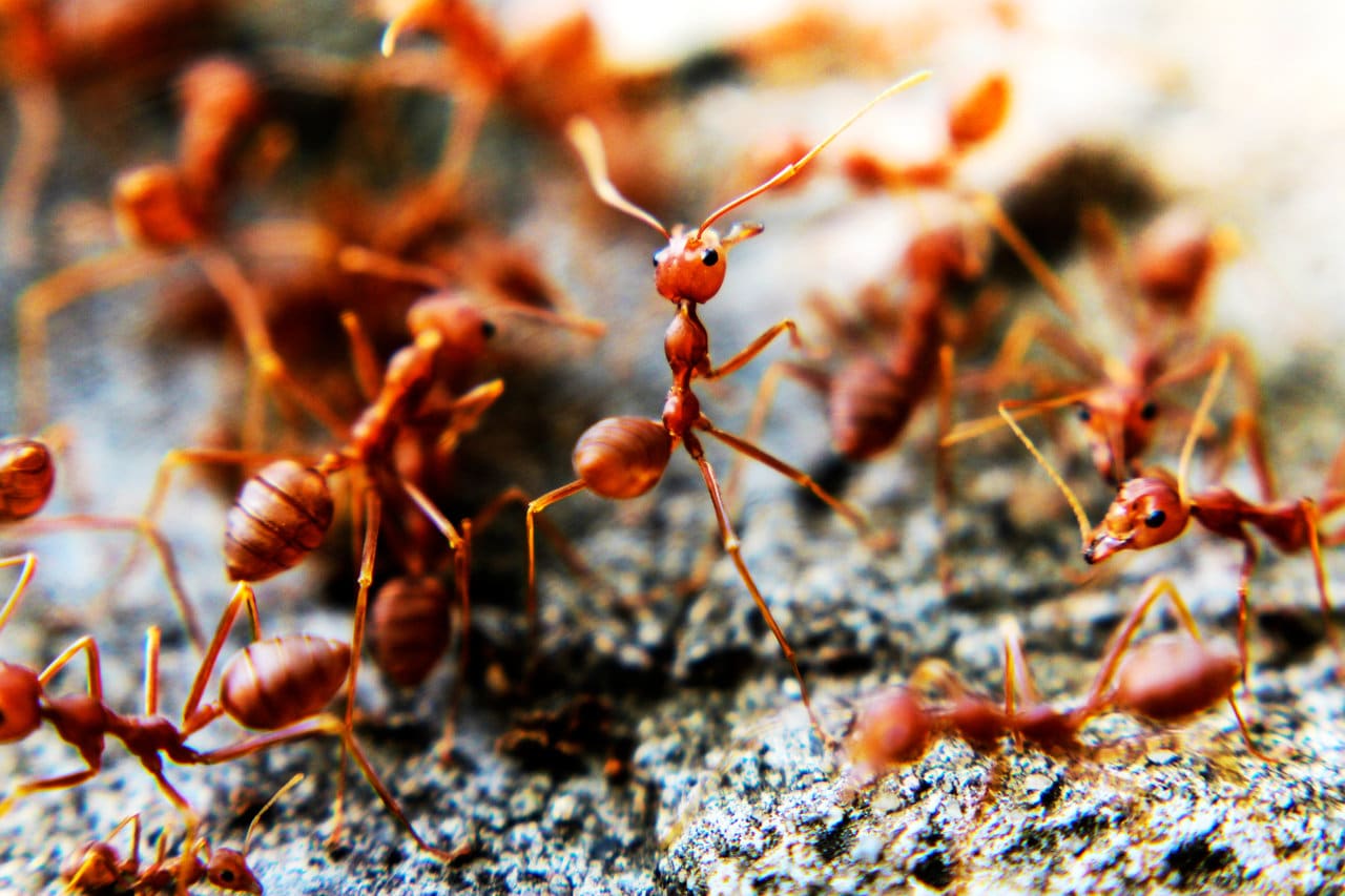 Red imported fire ants