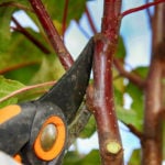 Training a Tree – How to Make First Pruning Cuts