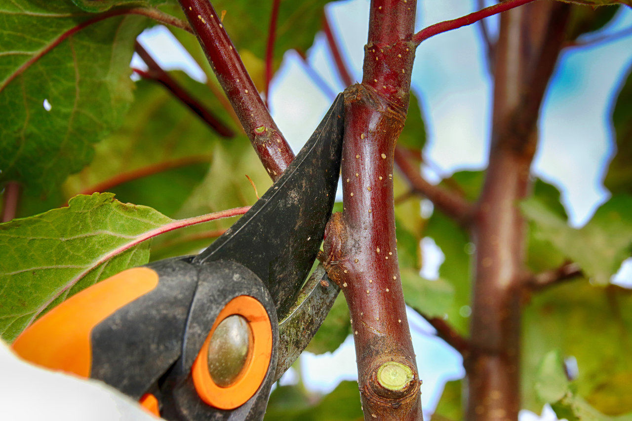 Pruning a young apple tree.