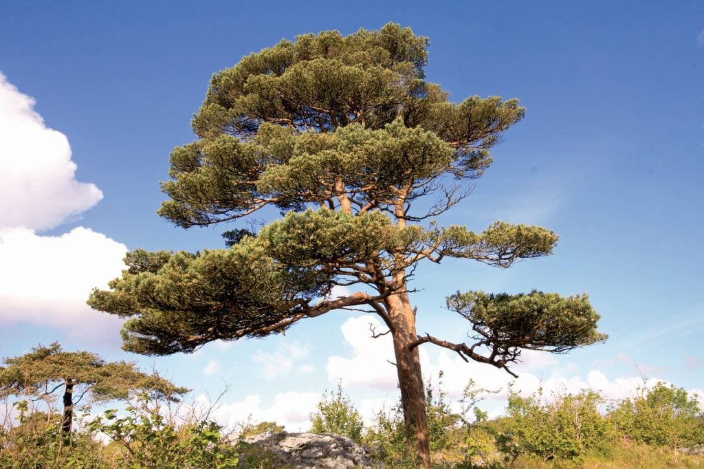 Scots pine