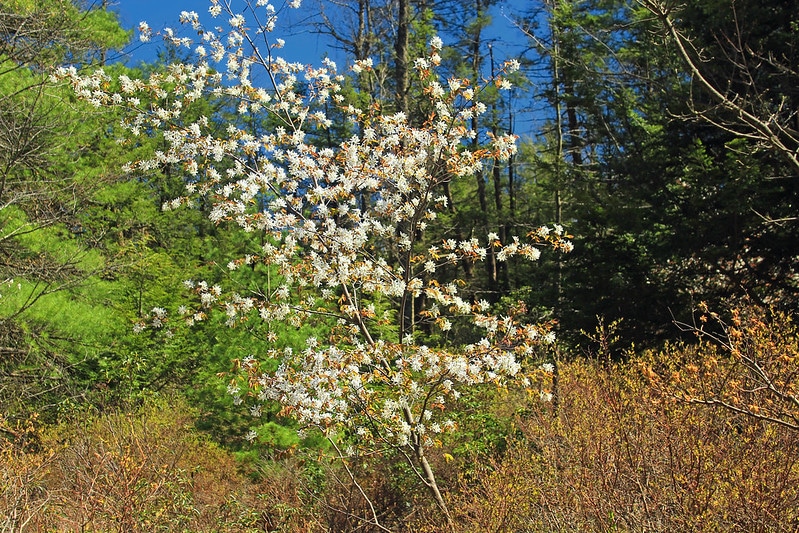 Serviceberry