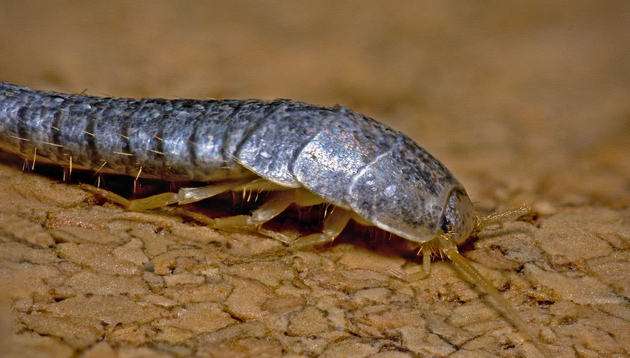 Silverfish