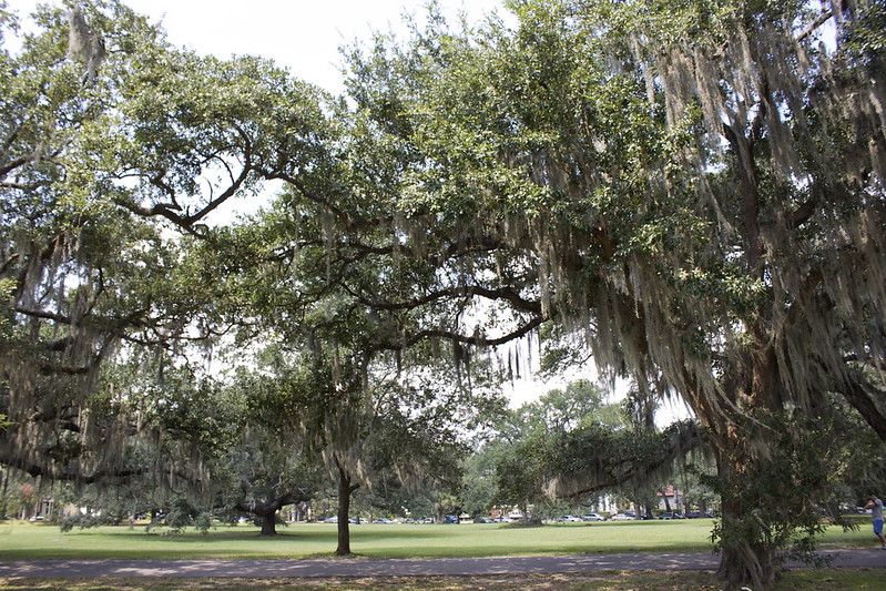 Southern live oaks
