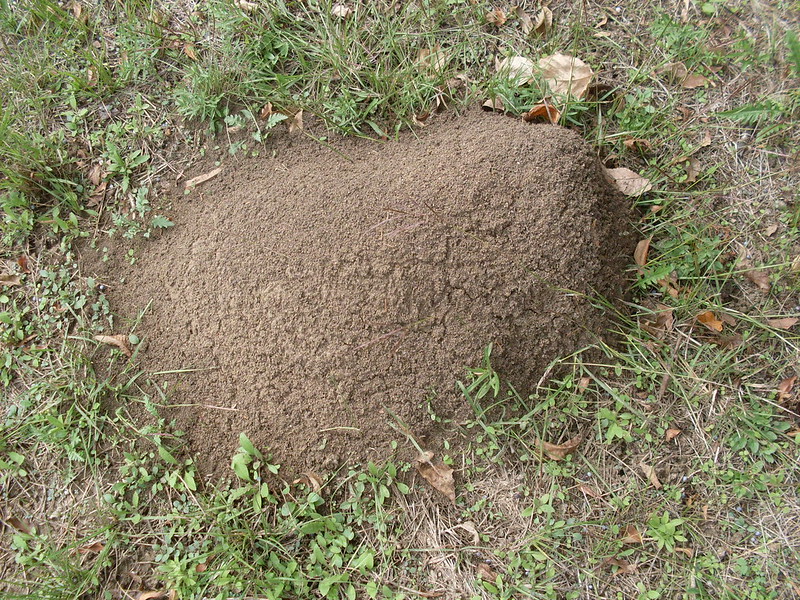 Fire ant nest in Texas
