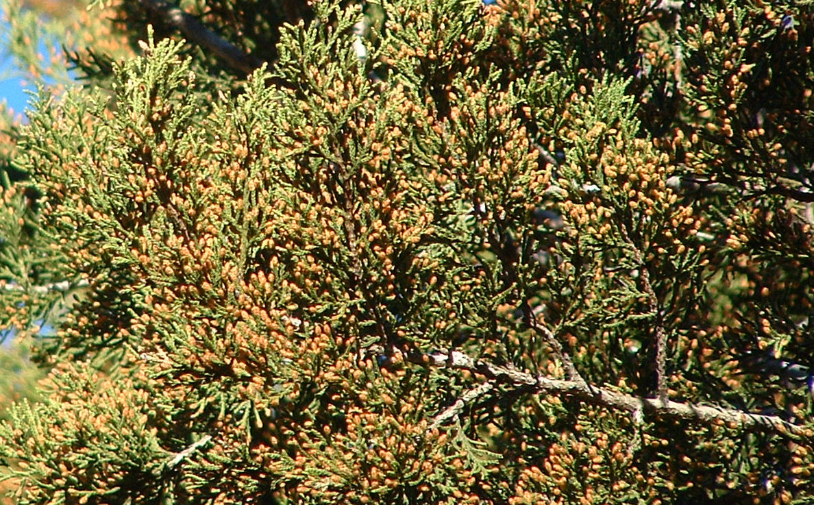 Ashe juniper