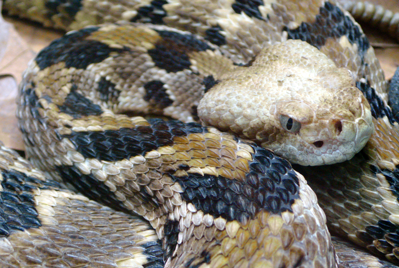 Timber rattlesnake