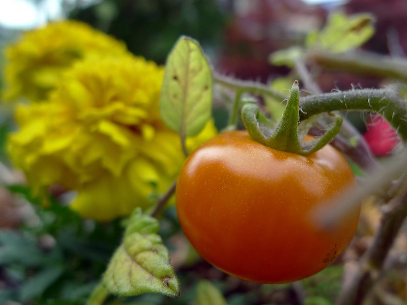 Tomatoes benefit from companion planting.