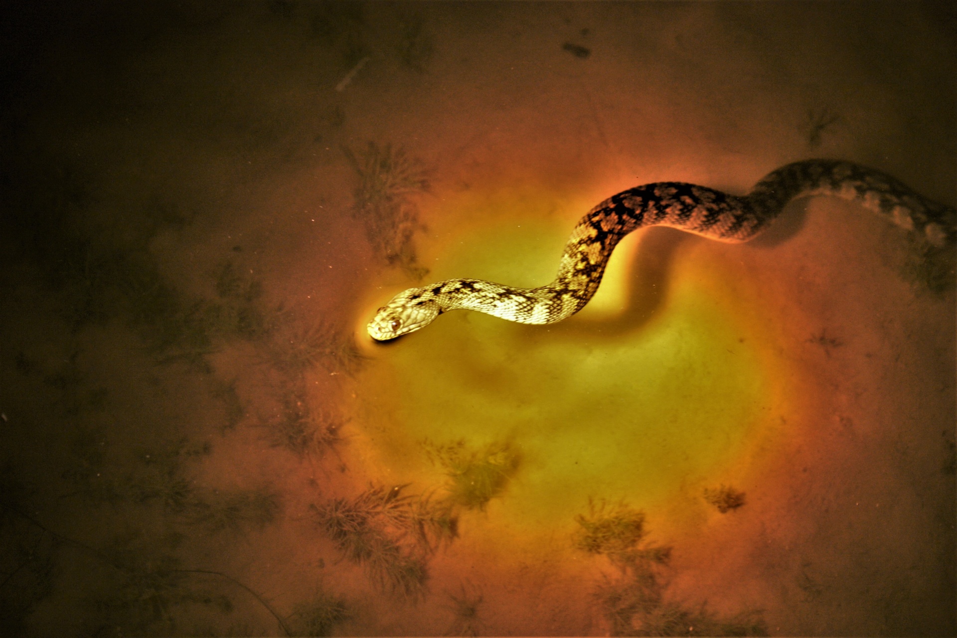 Poisonous Pests to Watch Out for in Dallas