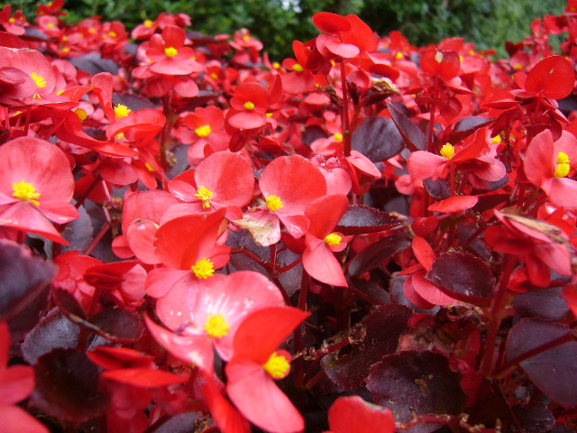 Wax begonias