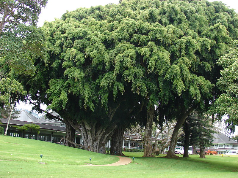 Weeping fig