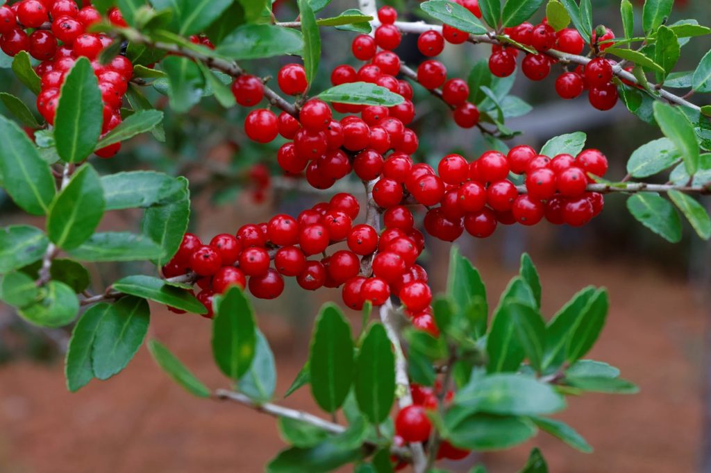 Yaupon holly