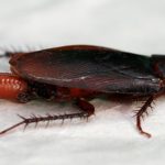 Identifying Different Cockroaches in Tampa