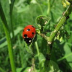 Beneficial Bugs in Kansas City