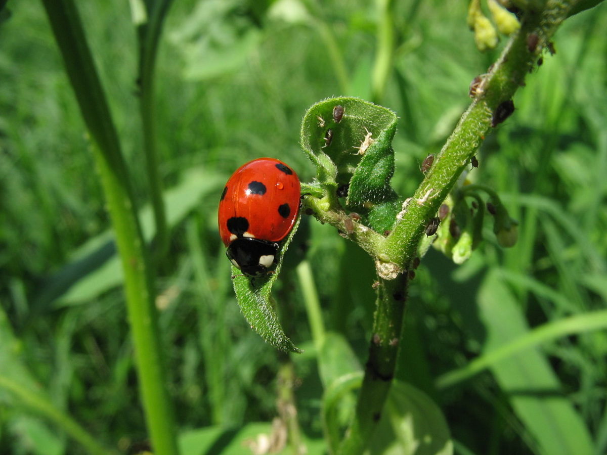 Ladybug and aphid