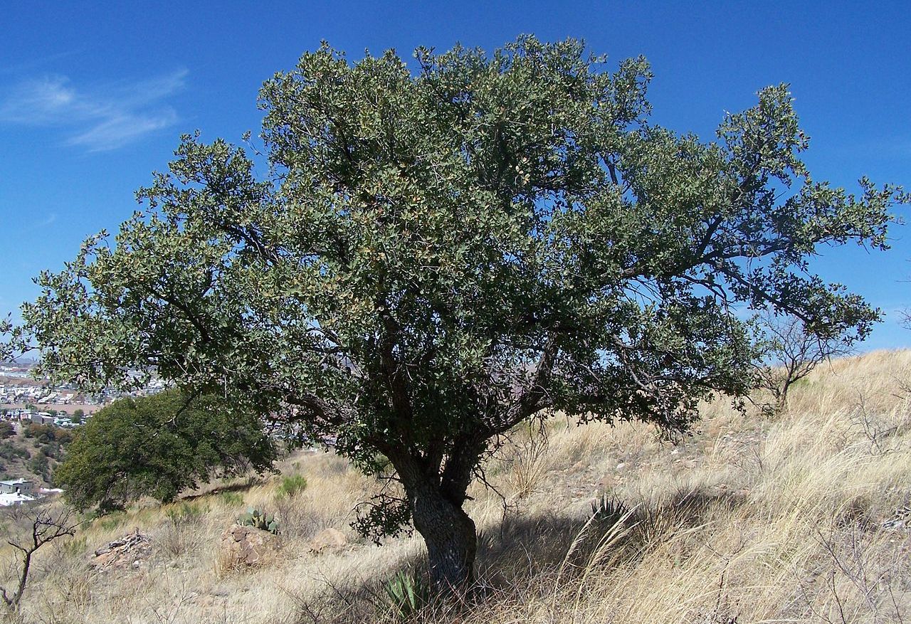 Emory oak