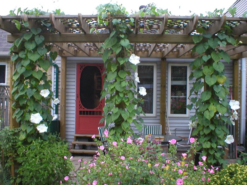 Moonflowers in bloom climbing into a pergola