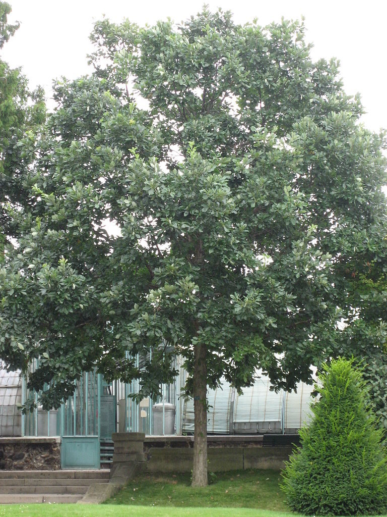 Swamp white oak