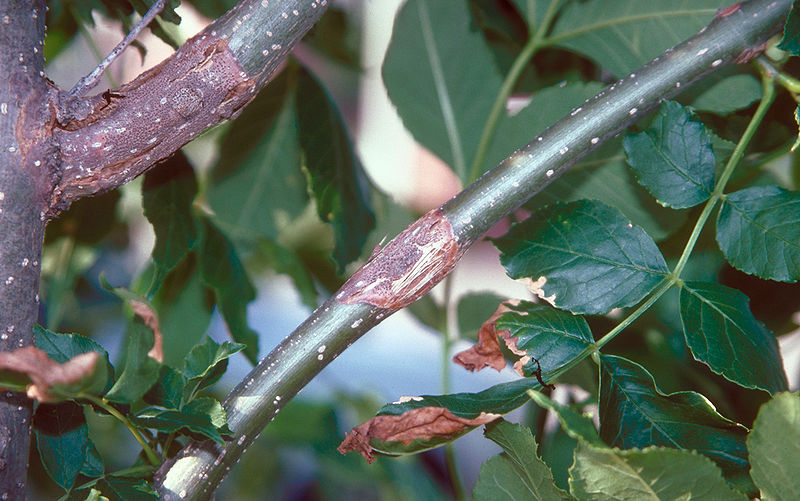 Botryosphaeria rhodina closeup