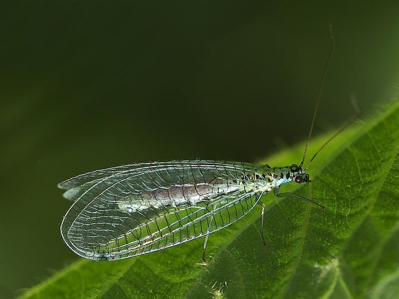 Green lace wing