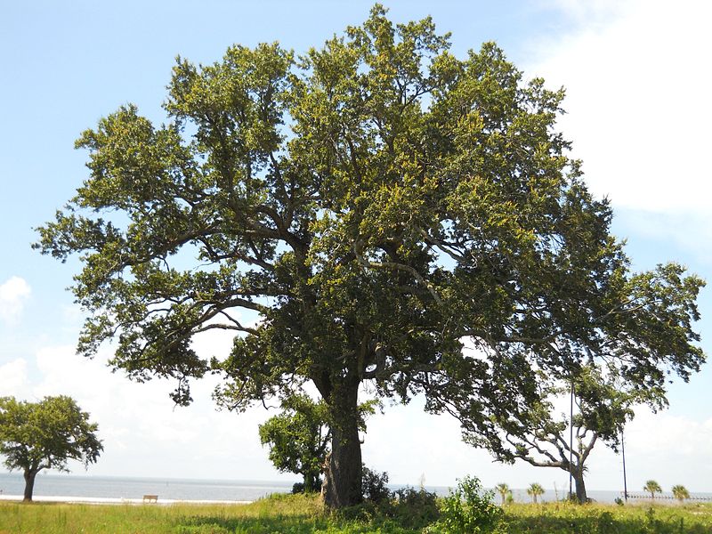 Southern live oak