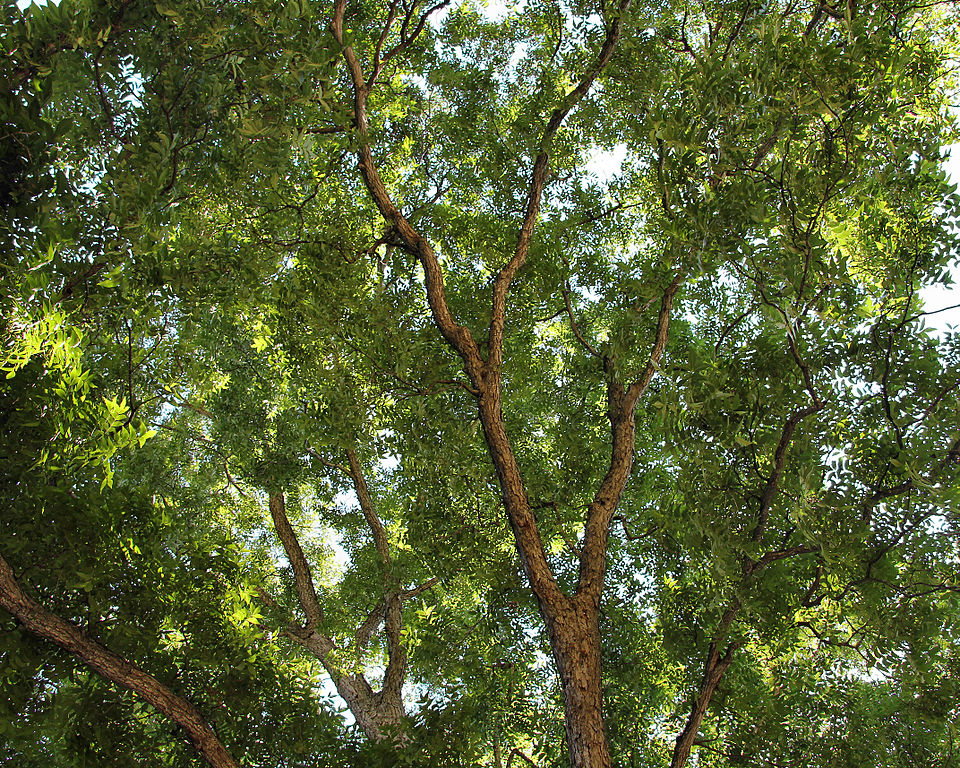 Pecan tree