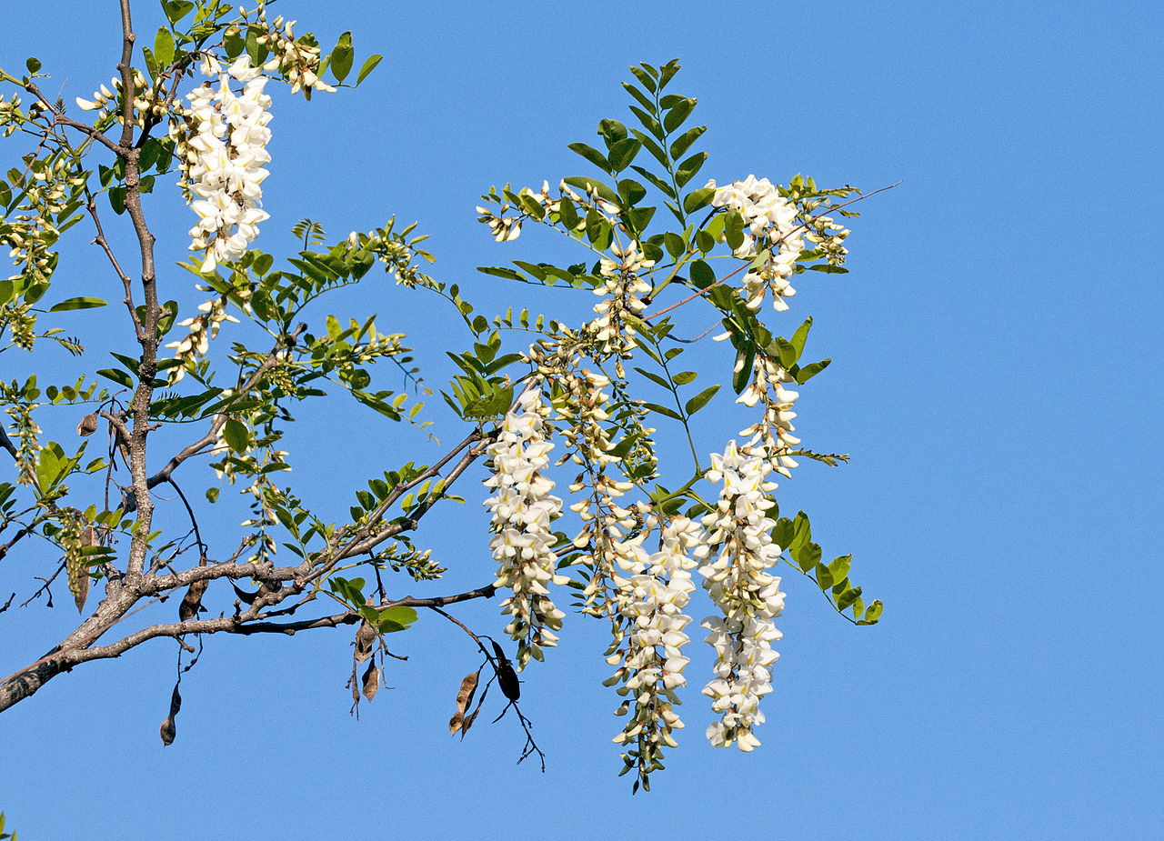 White color Flowers on tree branch