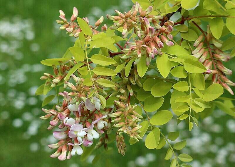 Green leaves with white flowers