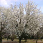 The 6 Worst Trees to Plant in Jacksonville, FL