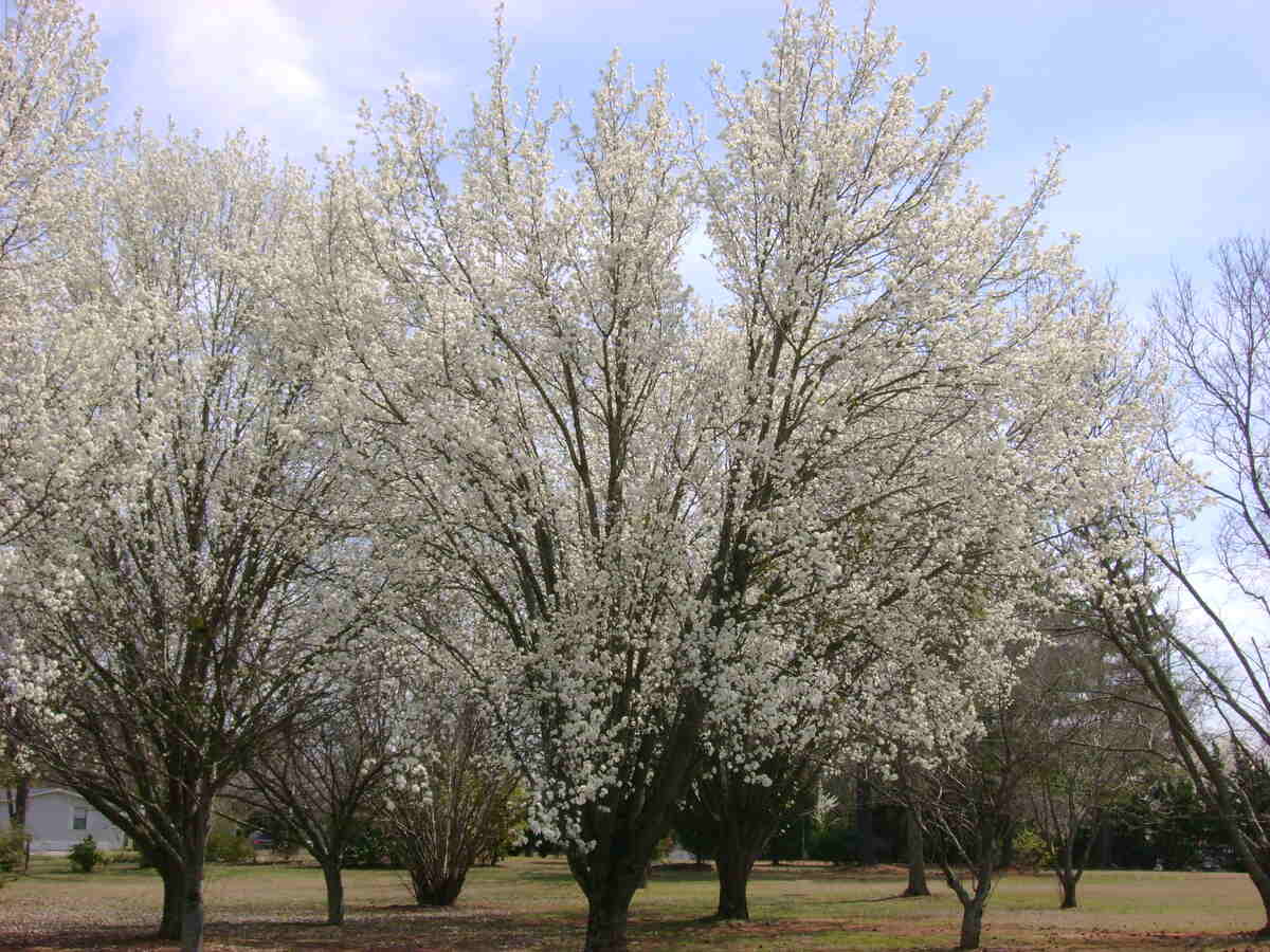 Bradford pear trees in a forest