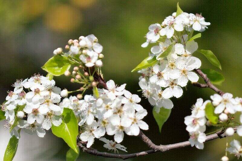 White color Flowers with blur background