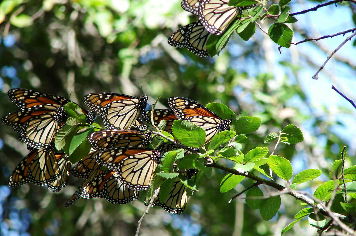 Monarch butterflies on a cedar elm in Texas