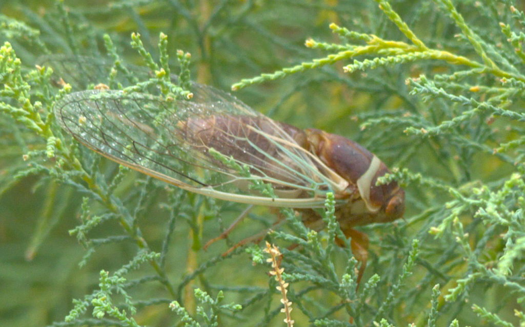 Apache cicada