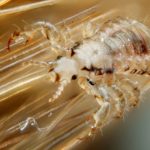 Controlling Head Lice in Phoenix