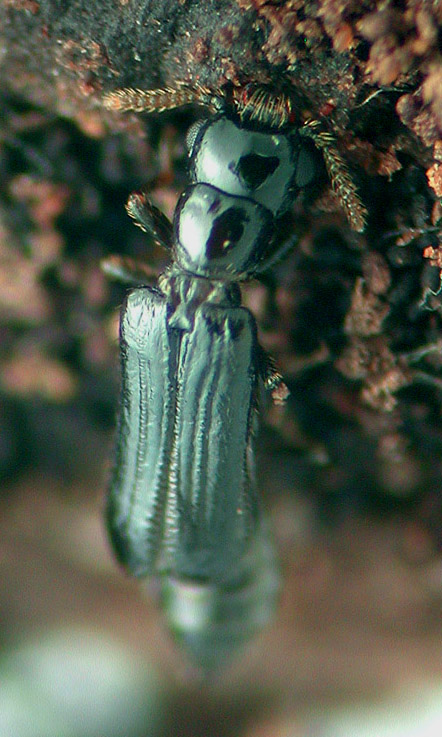 Telephone pole beetle