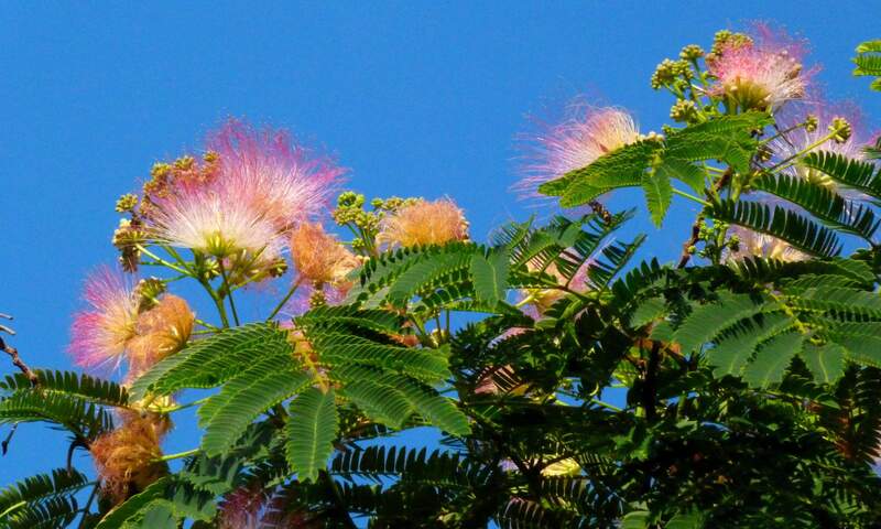 picture of flowers on a mimosa tree