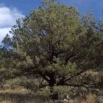 9 Best Native Trees for Phoenix