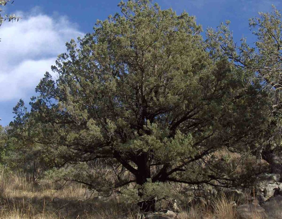 9 Best Native Trees for Phoenix
