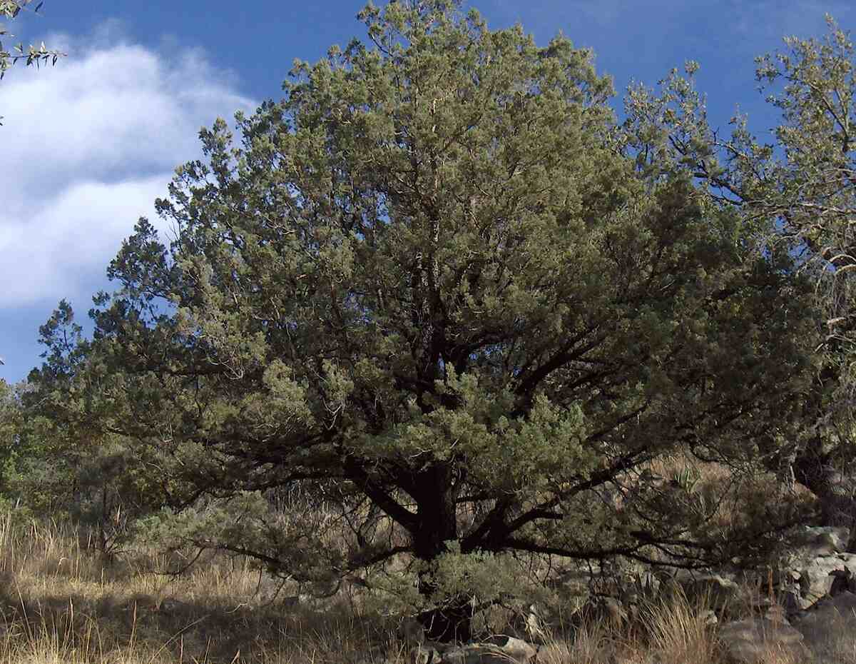 Quercus emoryi