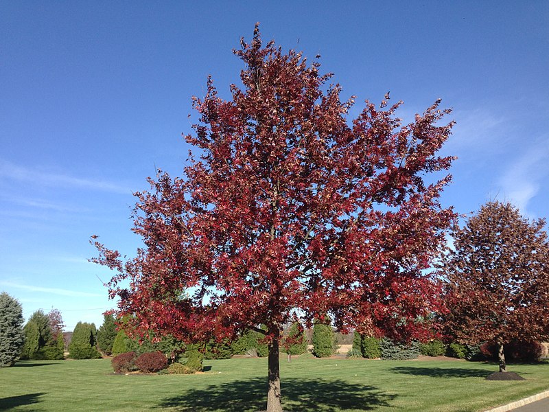 Scarlet oak