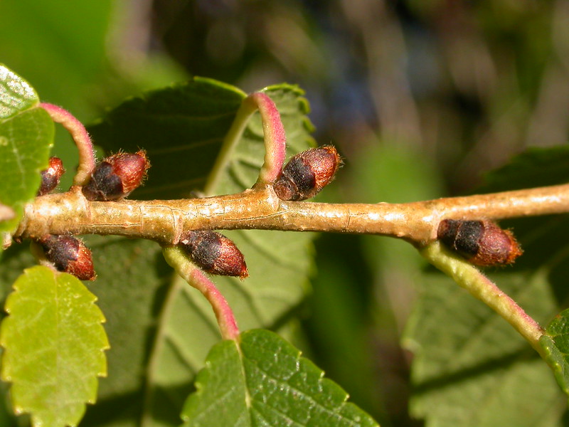 Black Buds on tree leaves 