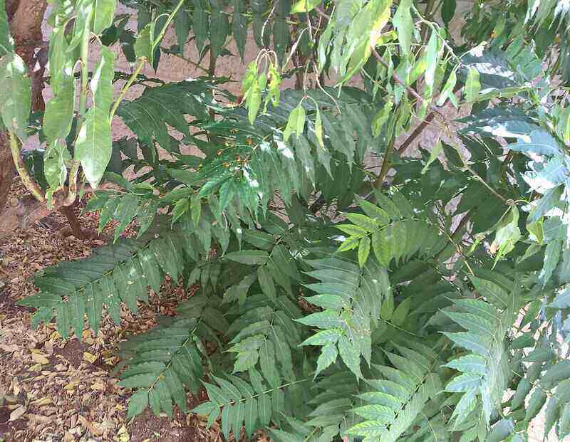 Green Color Leaves 