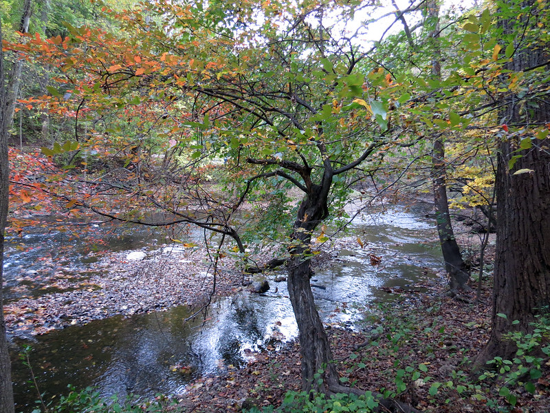 American hornbeam