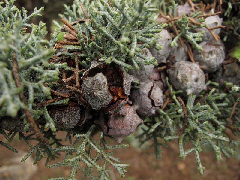 Arizona cypress
